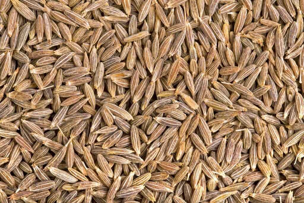 Cumin Seeds Bania Exports